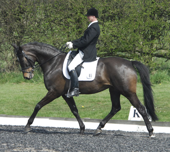 Dressage Horses For Sale